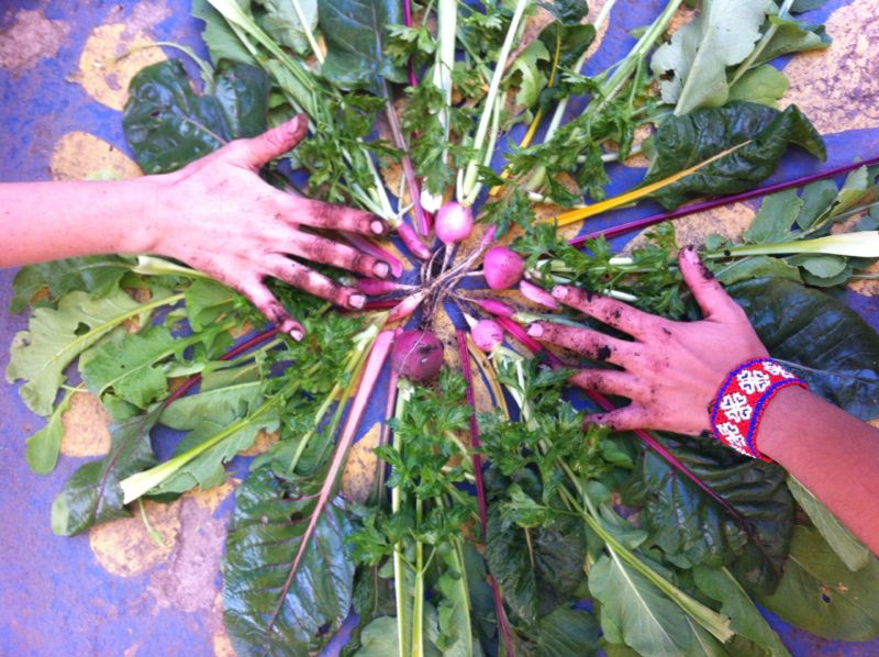 Este lugar de 50 metros cuadrados nació en 2012. Foto: Cortesía Huerto Romita para Conacyt