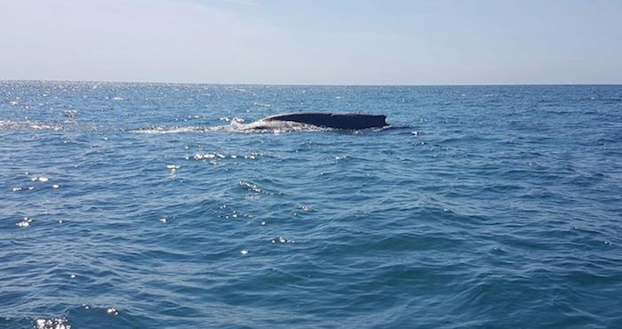 La ballena jorobada estaba lleba de parásitos. Foto: Noroeste