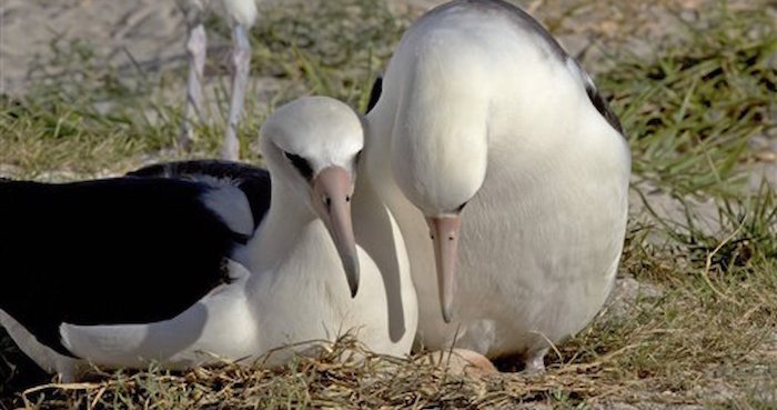 Wisdom, el ave marina más longeva, empolla un huevo. Foto: AP.