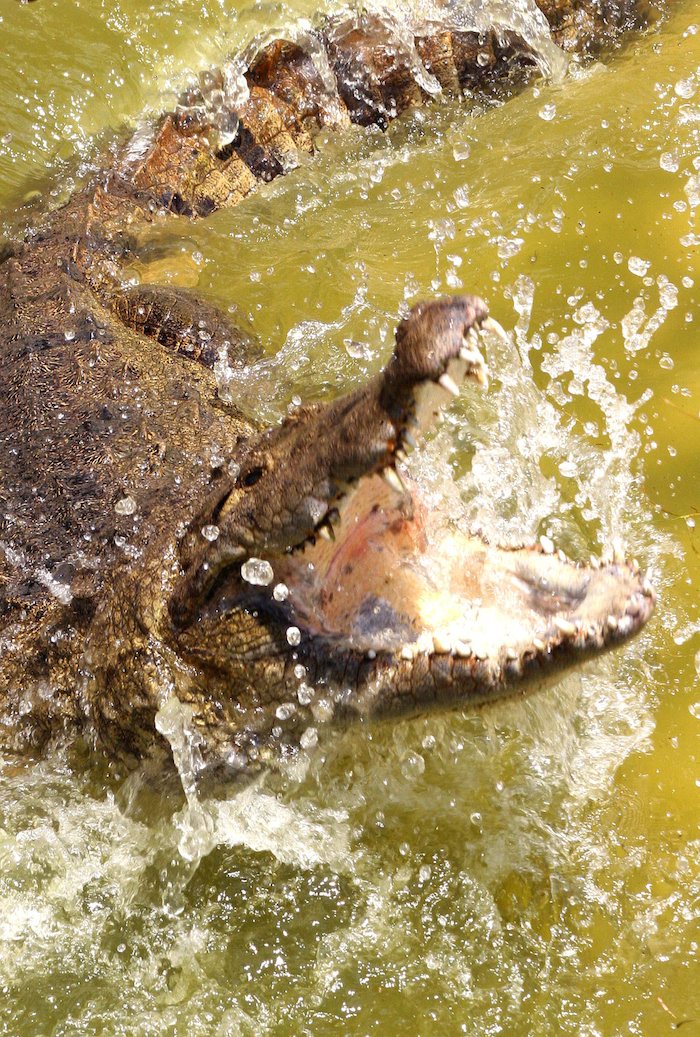El animal habitaba en la cisterna del hombre. Foto: Archivo Cuartoscuro