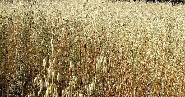 TECAMAC, ESTADO DE MEXICO, 25NOVIEMBRE2008.- La avena es un genero de plantas de la familia de las poaceas, utilizada como alimento y como forraje para los animales. En esta localidad se cultiva frijol, maiz y maguey. Este cereal es base en al dieta del ser humano y de animales de engorda. Actualmente la avena se acerca a la importancia del trigo o la cebada, pues es rica en proteinas de alto valor biologico, grasas y un gran numero de vitaminas y minerales. Es el cereal con mayor proporcion de grasa vegetal y contiene un 65% de grasas. FOTO: MARIO NULO/CUARTOSCURO.COM