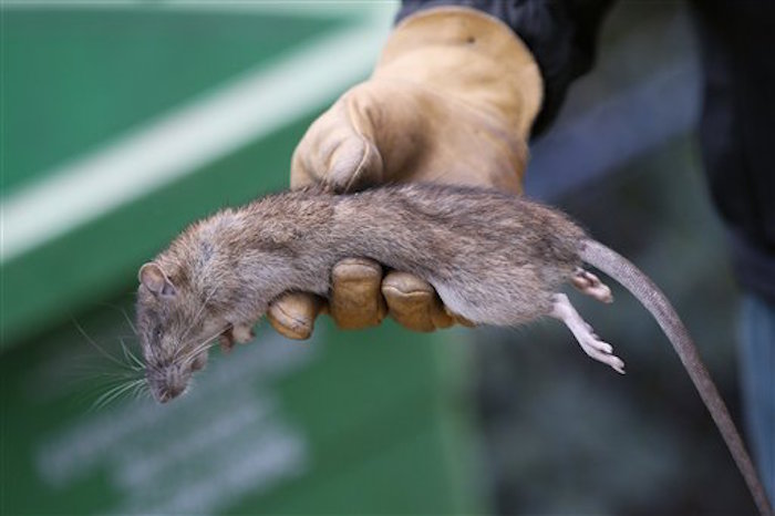 Un empleado municipal de París muestra una rata muerta en el parque de la Torre de Saint Jacques. Foto: AP.