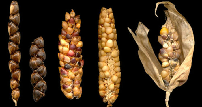 El trabajo ha permitido identificar algunos genes que ofrecían a estos granos una resistencia a la sequía o a plagas. Foto: J. M. Hernández/FCCyT