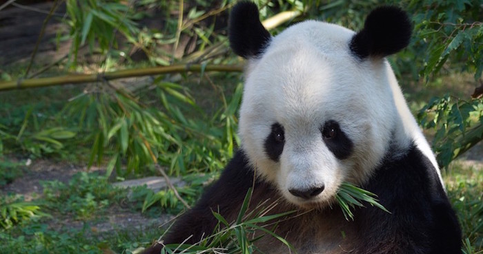 Foto: Zoológico de Viena.