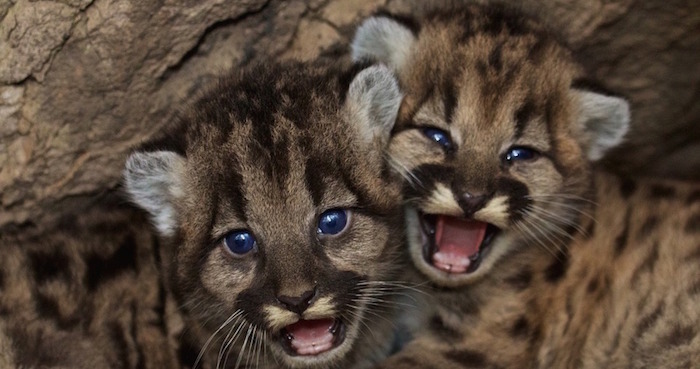 Leones. Foto: Especial