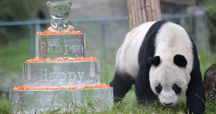 Cumpleaños del panda Pan Pa, el macho más longevo en la provincia de Sichuan en el suroeste de China. Foto: Xinhua