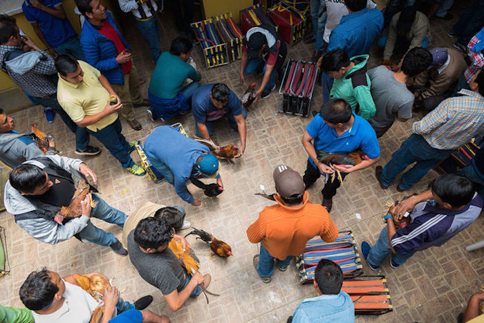 Peleas de gallos en Perú. Foto: Colectivo Britches.