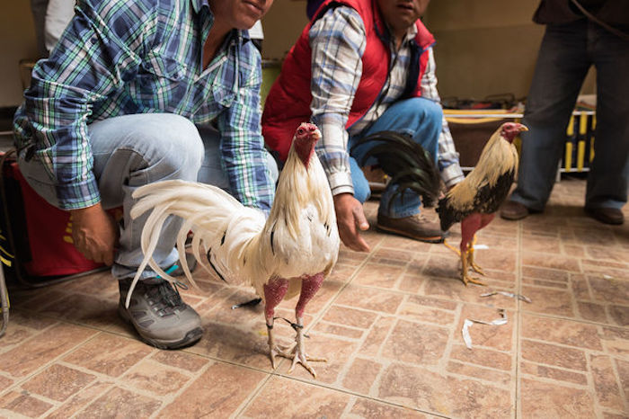 Dos gallos de pelea. Foto: Colectivo Britches.