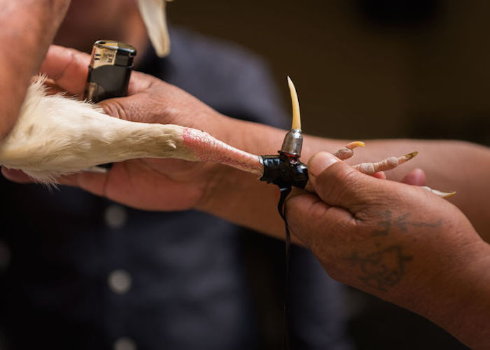 Pata de un gallo de pelea. Foto: Colectivo Britches.