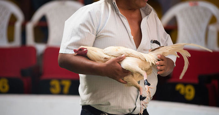 Hombre sostiene a un gallo. Foto: Colectivo Britches.