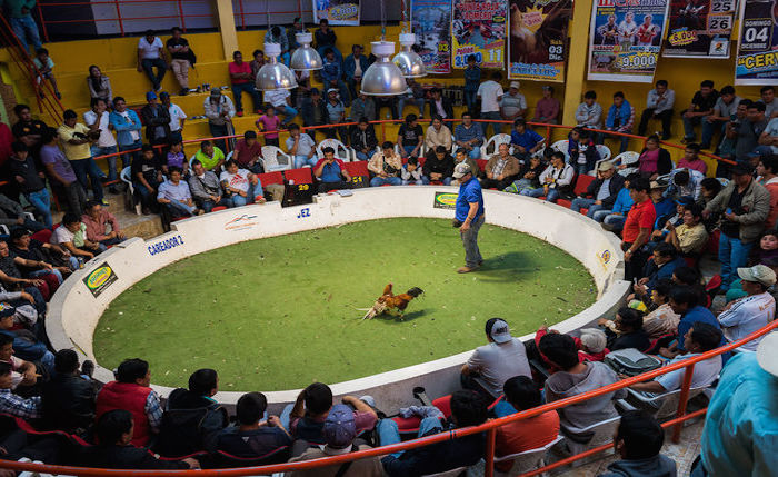 Gallos en el ruedo. Foto: Colectivo Britches.