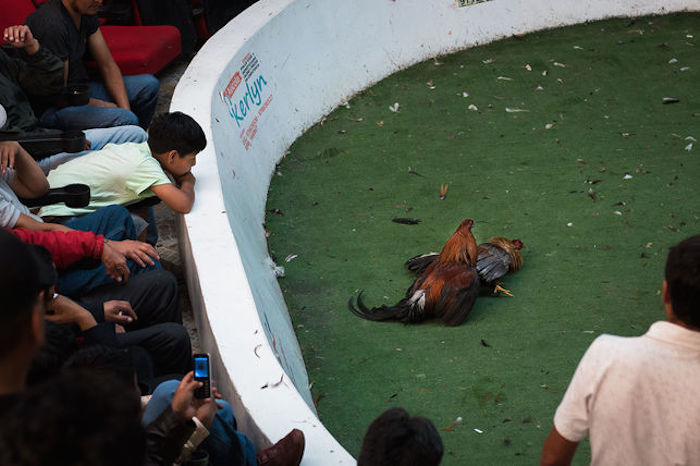 Gallos peleando. Foto: Colectivo Britches.
