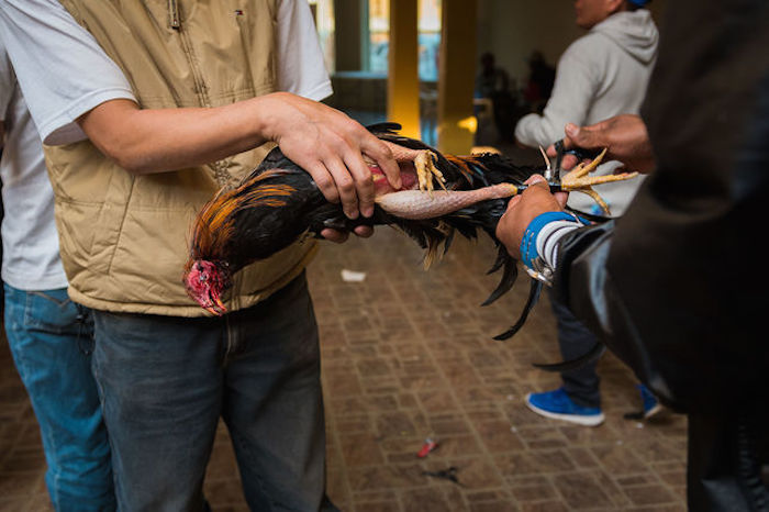 peleas-peru-foto-colectivo-britches_ediima20161220_0306_5