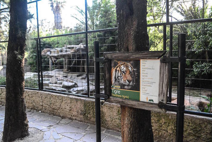 Un dato muy peculiar, es la muerte de los dos ejemplares de Tigres naranjas, los cuales según las actas expedidas por médicos veterinarios del zoológico, con folio número 0033 expedida el 5 de septiembre, y el otro deceso detectado con folio número 0037 expedido el día 19 de ese mismo mes. Foto: César Solórzano, ZonaFranca