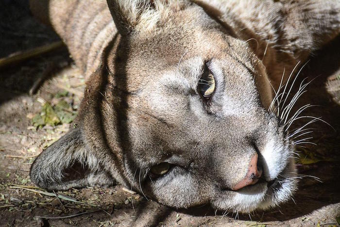 Según las actas de defunción expedidas por veterinarios del zoológico, las casuales de muerte más comunes son las de neumonía, depredadores, anorexia, depresión. Foto: César Solórzano, Zona Franca