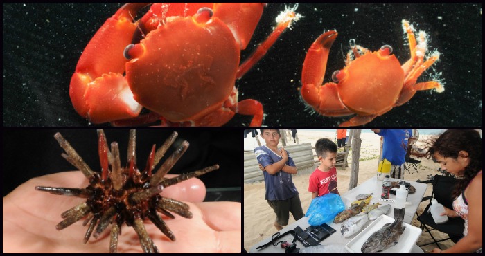 Foto: Especial / Conacyt