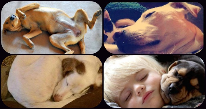 Foto: Especial / Twitter @PedigreeUS