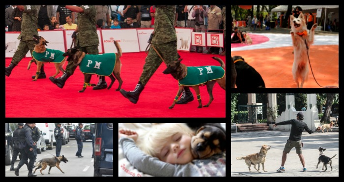 Foto: Especial Cuartoscuro / Twitter @@PedigreeUS