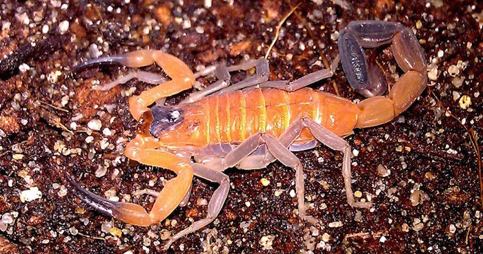 Foto: Wikimedia Commons.