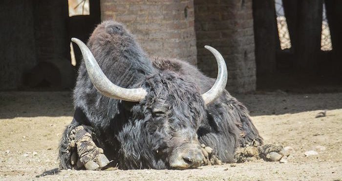 Tigres de bengala, pumas, Cebras, Antílopes, Avestruces, Aves, Reptiles y demás, han sufrido neumonía, pulmonía, depresión y hasta anorexia, causándoles la muerte. Foto: César Solórzano, ZonaFranca.