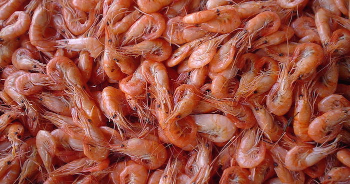 La producción acuícola genera contaminantes al océano. Foto: Especial.