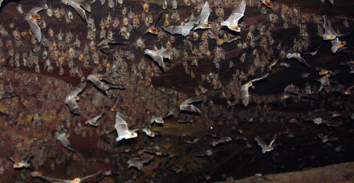 Murciélagos de la especie Diphylla ecaudata. Foto: EFE.