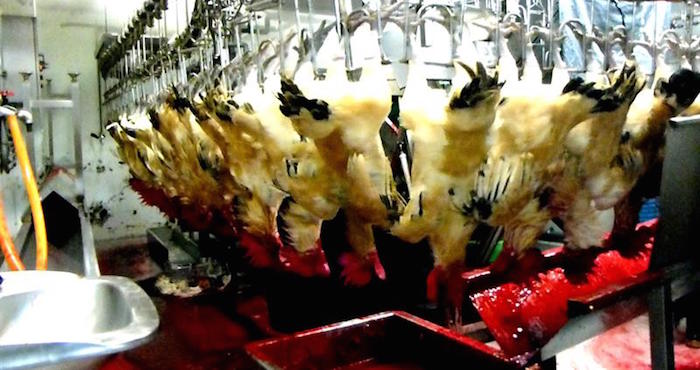 Vista de pollos muertos en el mercado de Huannan, Taipei, Taiwán. Foto: FEFE/Archivo