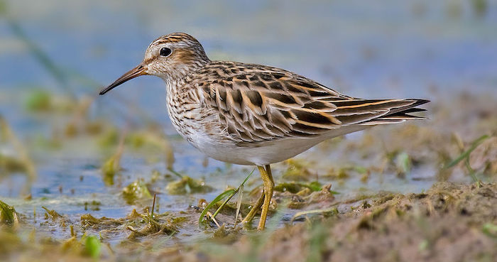Un ejemplar de pectoral playero. Foto: Especial.