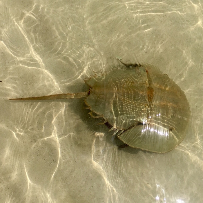 Foto: Agencia Conacyt,