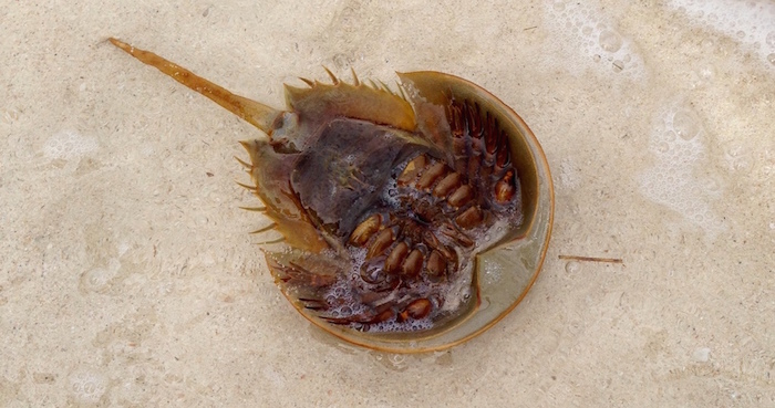 Foto: Agencia Conacyt,