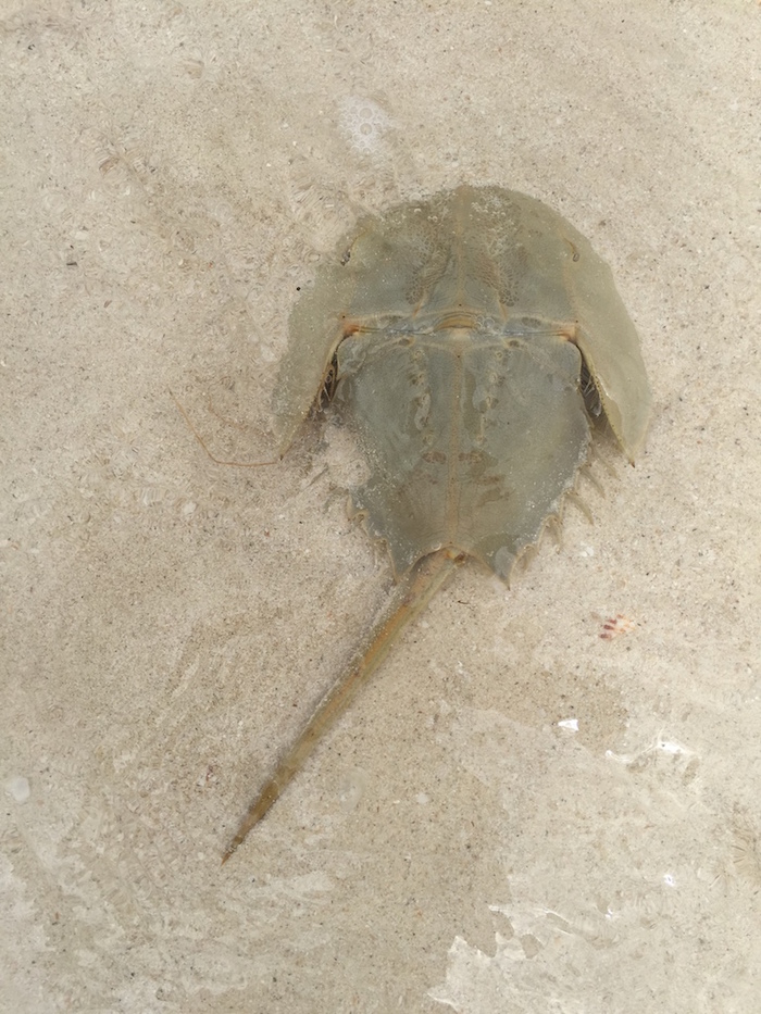 Foto: Agencia Conacyt.