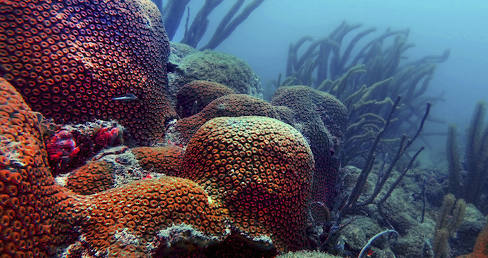 El PNSAV lleva 25 años como un área protegida, en 2012 se modificó su poligonal, se autorizó una ampliación portuaria cerca de ella, hoy aparecen nuevos arrecifes en sus límites y el Parque Nacional sigue sin un programa de manejo. Foto: Cuartoscuro
