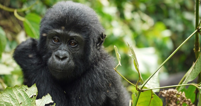 Los gorilas, lémures y gibones se encuentran entre los animales afectados. Foto: Especial