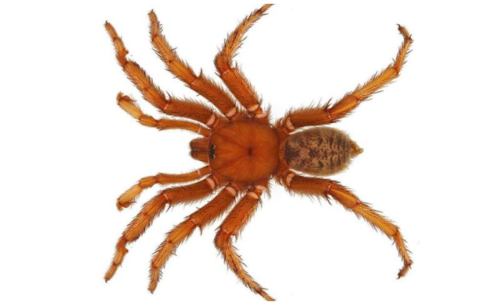 nueva-espcie-animal-nombre-obama-2