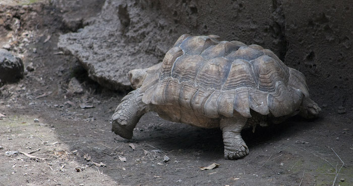 Foto: Cuartoscuro / Archivo