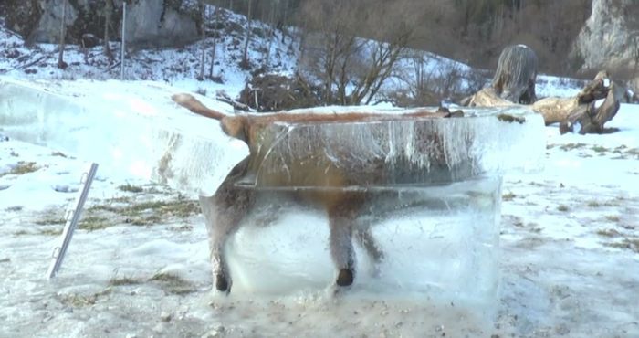 El zorro cayó al Danubio y ahí murió congelado. Foto: Schwäbische Zeitung