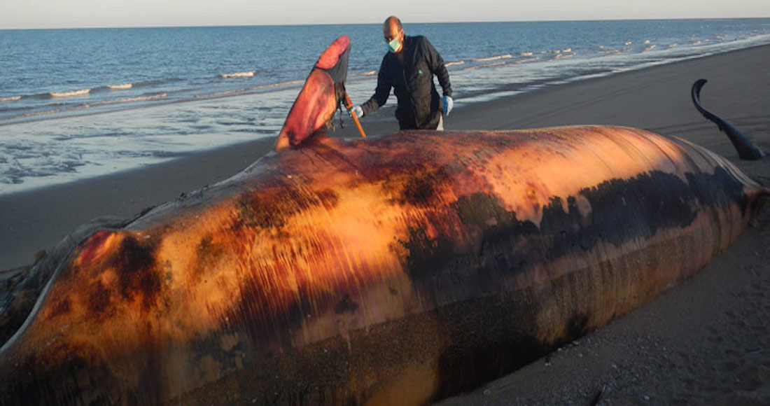 Investigadores de Baja California analizan si la marea roja provoca varamientos de ballenas