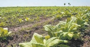 Organizaciones campesinas temen que con la Reforma Energética se pierdan grandes superficies de tierras cultivables . Foto: Cuartoscuro