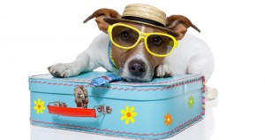 VACACIONES CON TU PERRO, 5 CLAVES