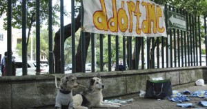 Adopción de mascotas "es un tema de salud pública": especialista de la UNAM; en seis años 30 mil encontraron hogar