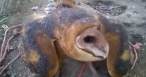 Animales mutilados y maltratados son defendidos por usuarios de las redes sociales