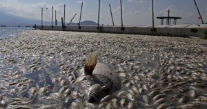 Toneladas de peces aparecen muertos en laguna de Jalisco por cuarta vez en el año; autoridades indagan causas