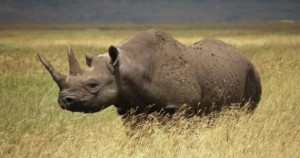 El hombre es el responsable de la desaparición de 322 especies de vertebrados en 500 años, denuncian ecólogos