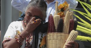 Empresas transnacionales, apoyadas por instancias federales, buscan plantar cultivos transgénicos en México