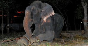 Raju, el elefante que lloró al ser liberado, podría regresar a vivir encadenado; lanzan petición para evitarlo