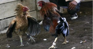 Querétaro tipifica como delito el maltrato animal, pero olvida las peleas de gallos y corridas de toros: activistas