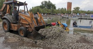 Mortandad de peces en la laguna de Cajititlán, Jalisco, deja al descubierto omisiones de las autoridades