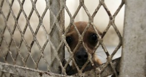 Federación Canófila atenta contra la vida de animales en NL: activistas; piden no aprobar iniciativa