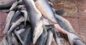 Pescadores de Hong Kong mutilan aletas a los tiburones y los arrojan al mar: defensores; se están acabando, dicen