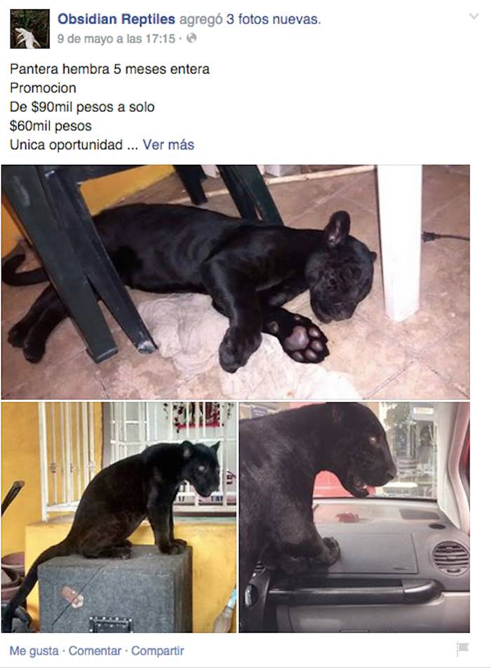 Tienda de mascotas de SLP vende por Facebook leones africanos, tigres de  bengala, panteras negras… - Zona Franca
